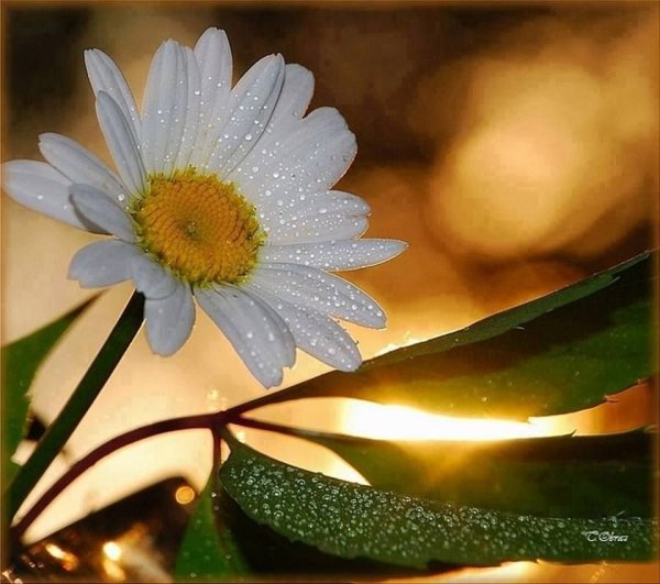 Доброе утро одуванчики