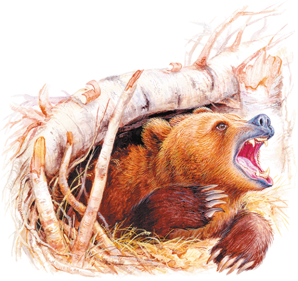 Краденое солнце Чуковский медведь