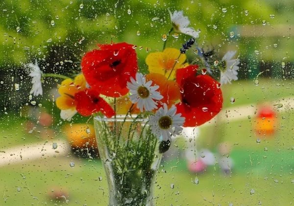 Пасмурное летнее утро