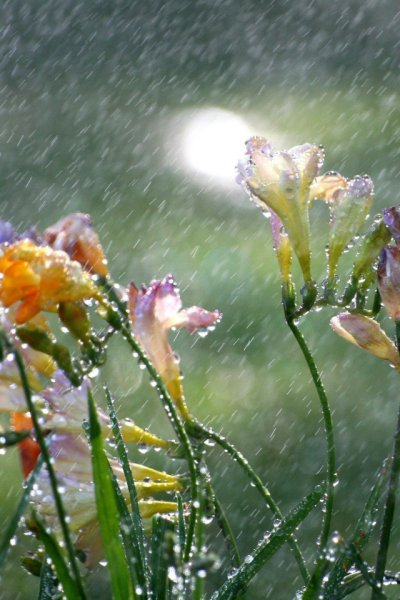 Дождливое утро летом