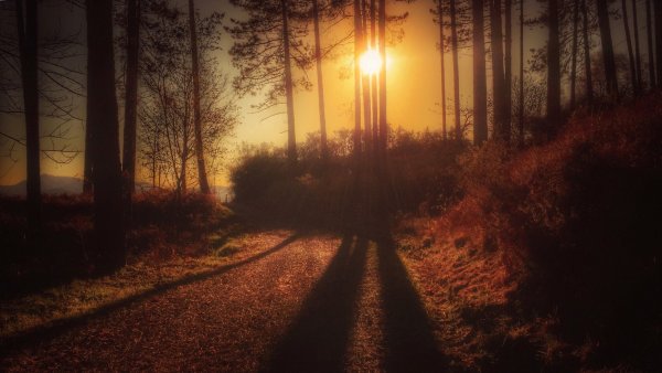 Рассвет в лесу