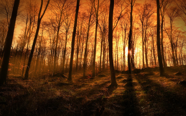 Вечерний лес