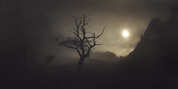 Огоньки в лесу