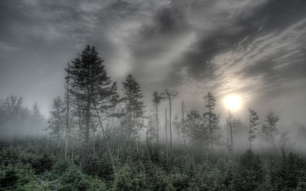 Багровый цвет