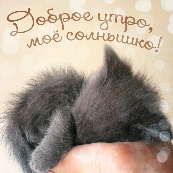 Доброе утро солнышко моё