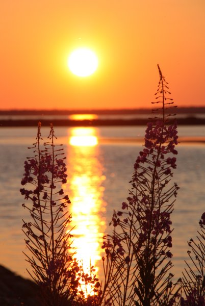 Березы солнце рассвет