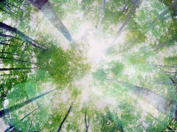 Планета с животными и растениями