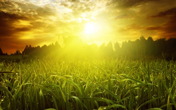 Эмблема экологического Кружка