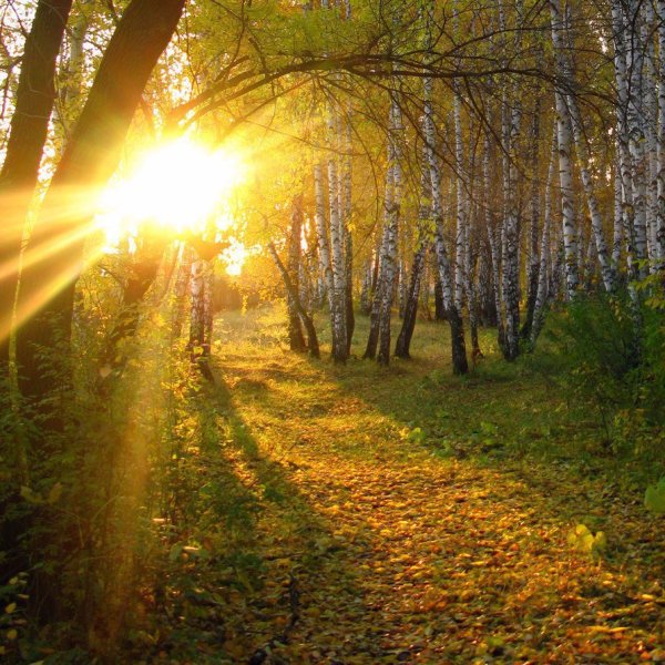 Солнечное утро