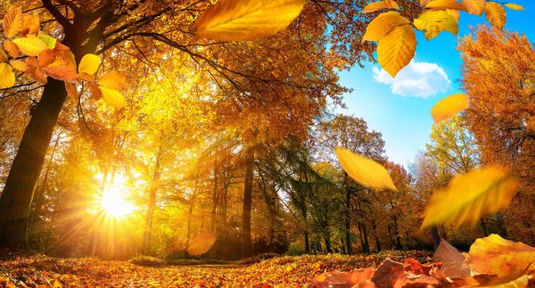 Солнечный осенний день