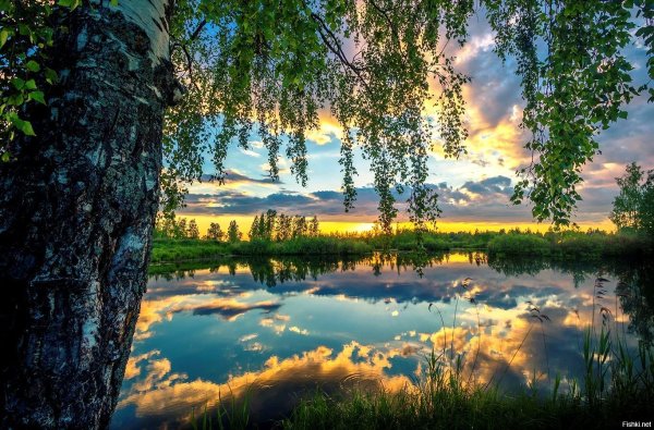 Рассвет березы