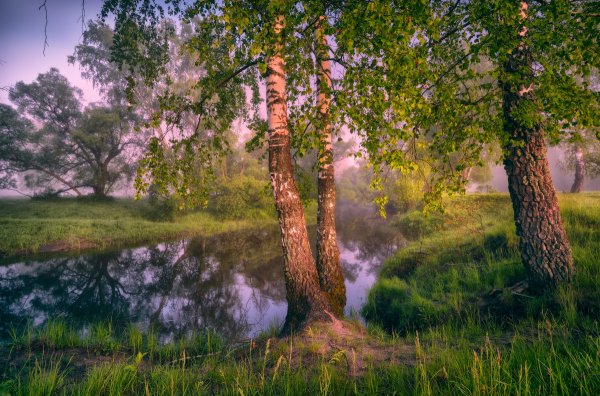 Пейзаж с березами
