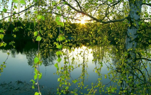 Река березы лето