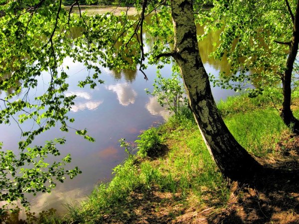 Художник Александр Болотов- летние пейзажи