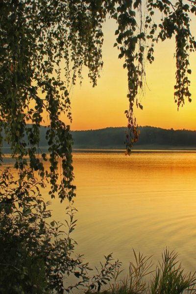 Природа березы панорама