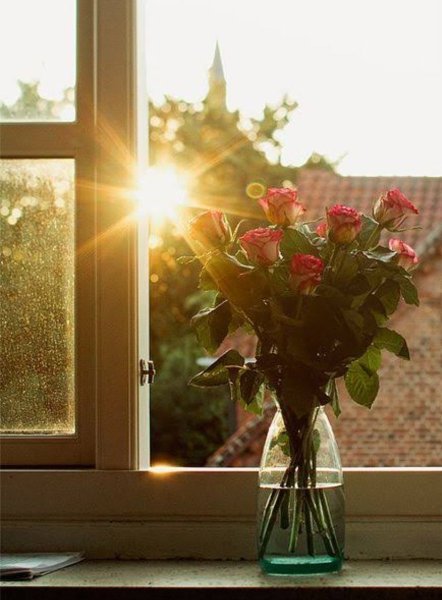 Цветы на окне