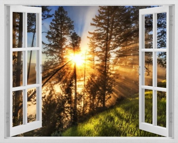 Июньские цветы на окне