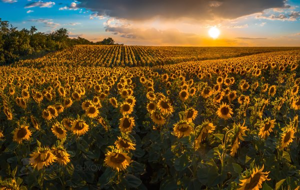 Подсолнуховое поле Ставрополь