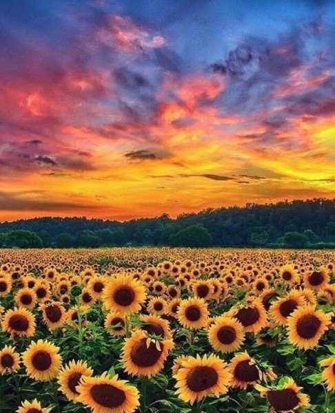 Поля подсолнухов в Краснодарском крае