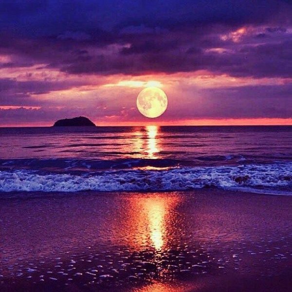 Цветы на закате солнца