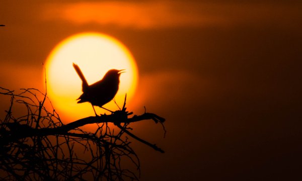 Закат солнца и птицы