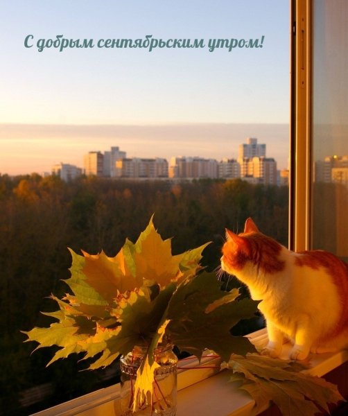 Осеннее утро