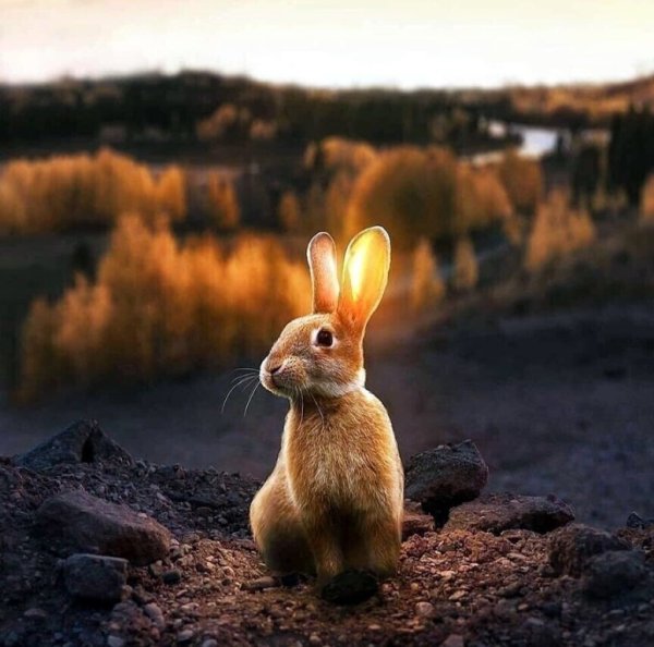 Весна солнечные зайчики