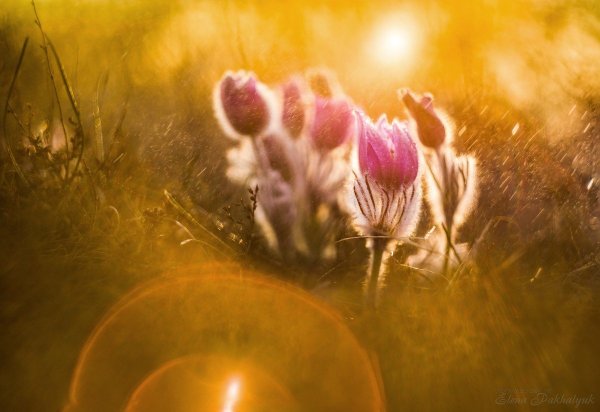 Солнечный зайчик