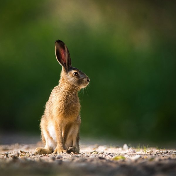 Пляшут зайки на лужайке