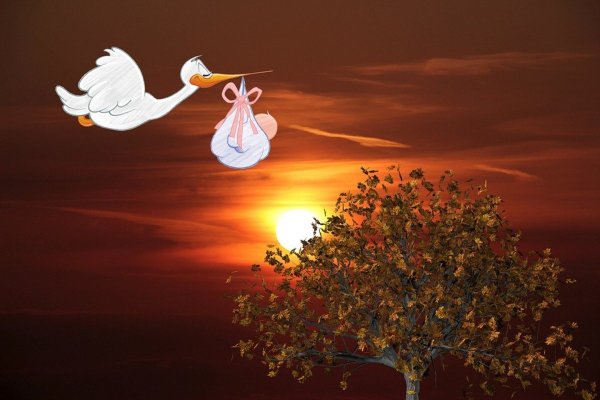 Аист Несущий младенца