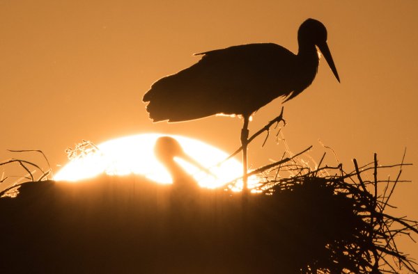 Аисты в гнезде на закате
