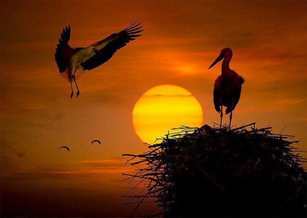 Аист на закате