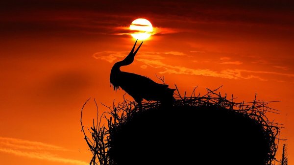 Аист на закате