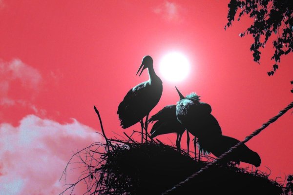Аисты в гнезде на закате