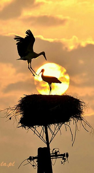 Журавль в небе