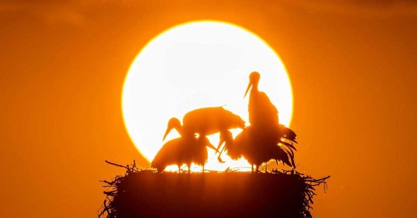 Аист на закате