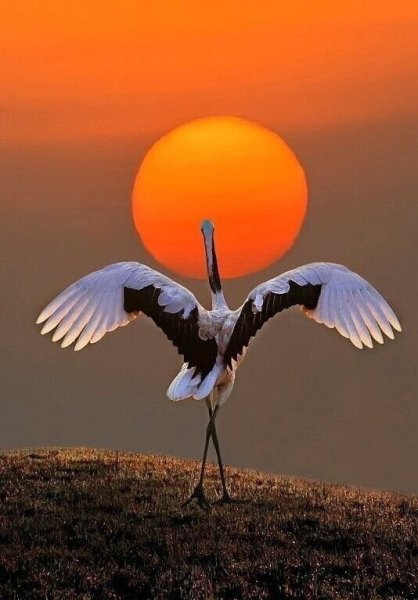 Аисты в гнезде на закате