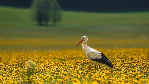 Цапли на закате
