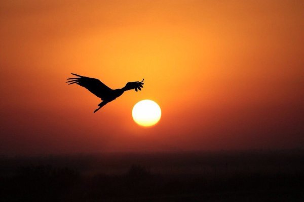 Журавли в изобразительном искусстве