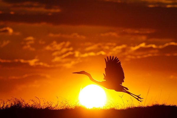 Аист на закате