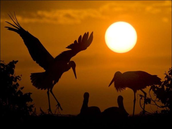 Аист приносит ребенка