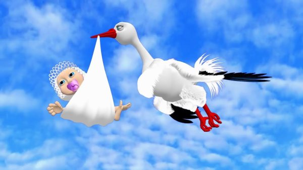 Аисты в Белоруссии