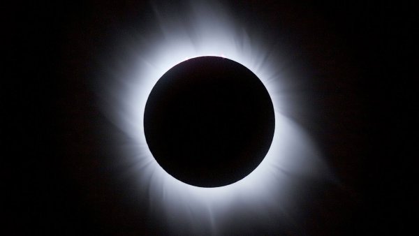 Цветы на закате солнца