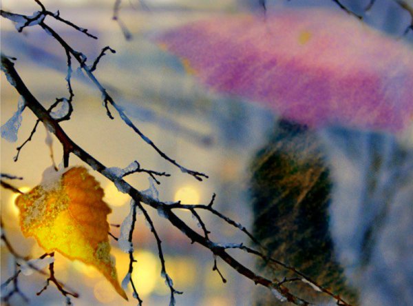 Весенний дождь и цветущие деревья