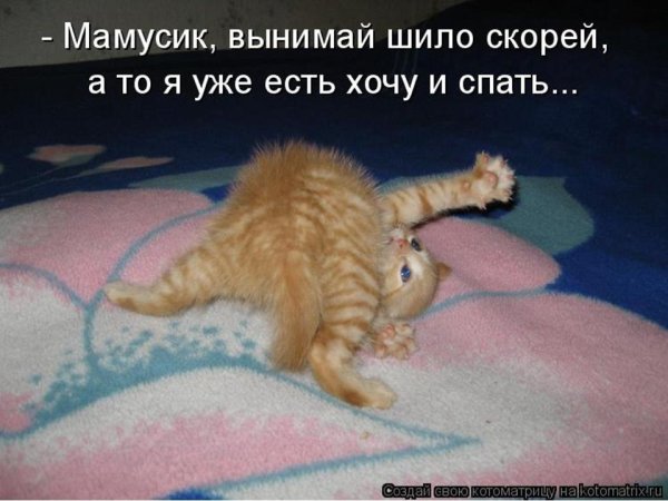 С 1 апреля рыжий кот