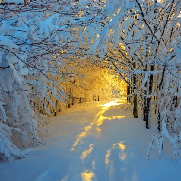 Солнечный зимний день