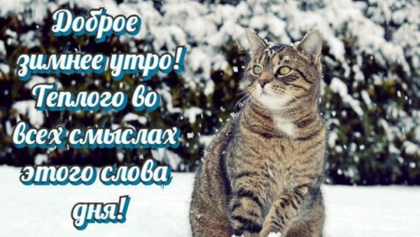 Смешные зимние пожелания с добрым утром