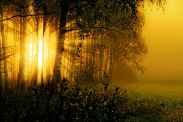 Солнечные лучи