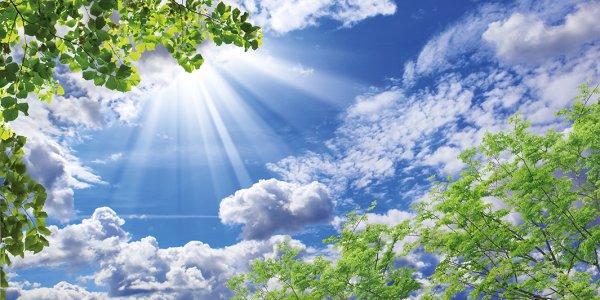 Солнечные ромашки