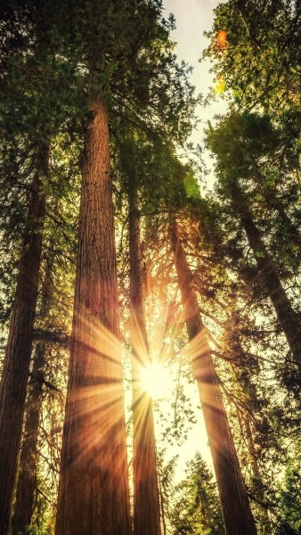 Солнечная природа